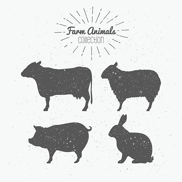 Set of farm animals. Cow, sheep, pig and rabbit silhouettes Set of farm animals silhouettes. Beef, lamb, pork, rabbit meat. Butcher shop design template for craft meat packaging or food restaurant. Sunburst rays label template. Vector illustration silhouette of a black and white rabbit stock illustrations