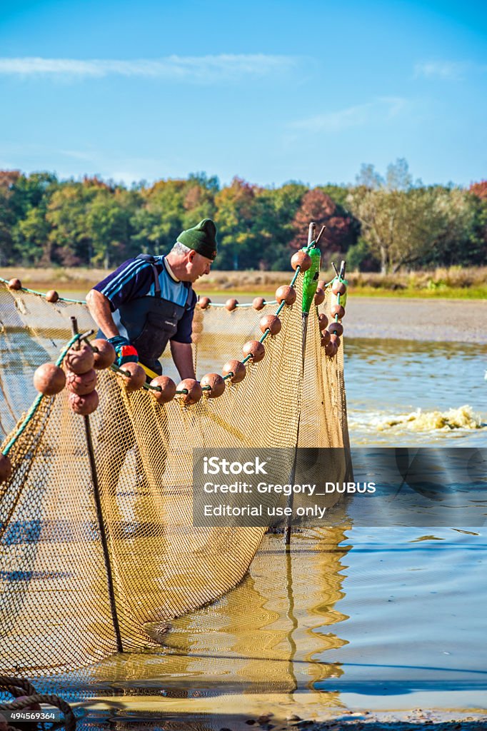 Fishermen Retrieves Fishes With Landing Net Catching Fish In Pond Stock  Photo - Download Image Now - iStock
