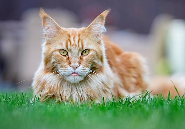 istock Beige cat lying down in garden 494569562