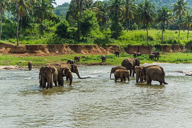 istock elephants in pinnawela sri lanka 494569982