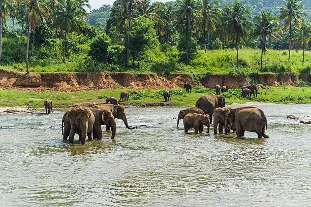 istock elephants in pinnawela sri lanka 494570044