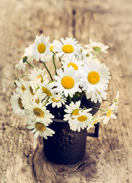 istock Daisy flowers in the pot 494570064