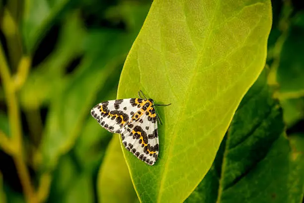 Harlekin butterfly on a big green leaf in a garden