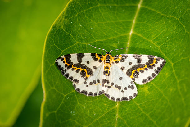 istock Abraxas grossulariata butterfly on a large leaf 494570088