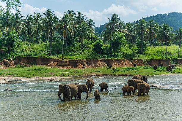 istock elephants in pinnawela sri lanka 494570124
