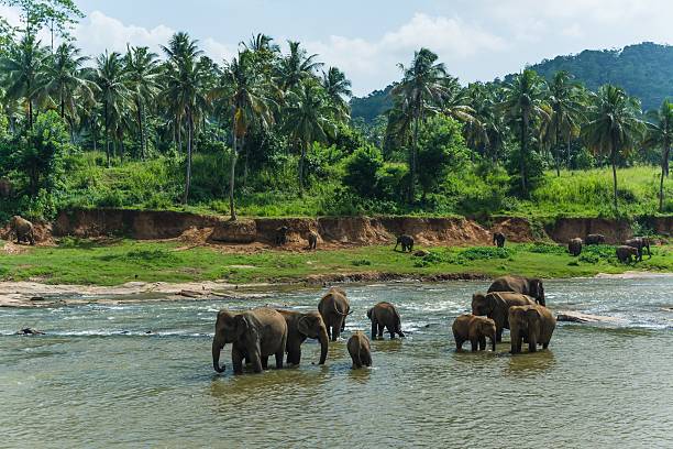 istock elephants in pinnawela sri lanka 494570166