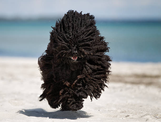 A purebred Puli dog running without leash outdoors in the nature on a sunny day.