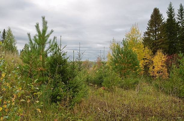 istock autumn sky forest  meadow hills 494570478