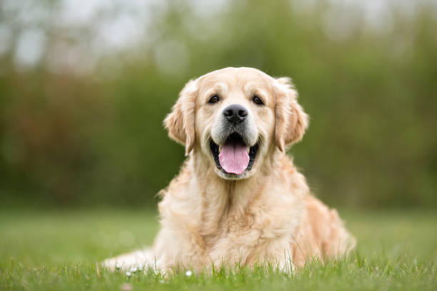 istock Golden Retriever dog outdoors in nature 494570484