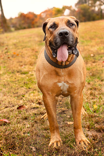 4 year-old male South African Boerboel. Neutered. Buckskin color with black mask.