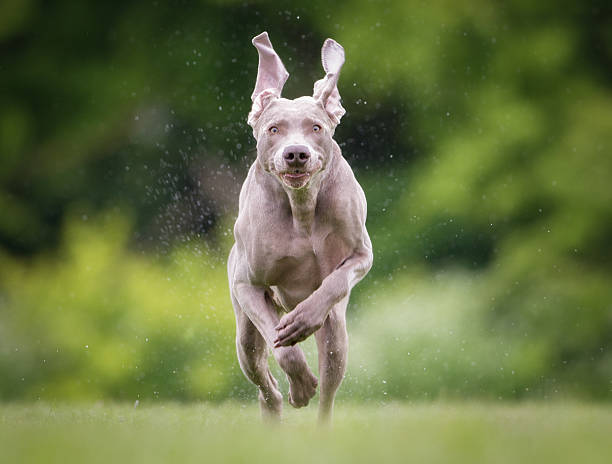 istock Purebred Weimaraner dog outdoors in nature 494570812