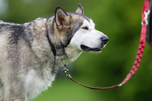 istock Purebred Alaskan Malamute dog outdoors in nature 494570856