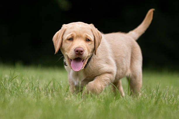 istock Happy and smiling labrador retriever puppy 494571156