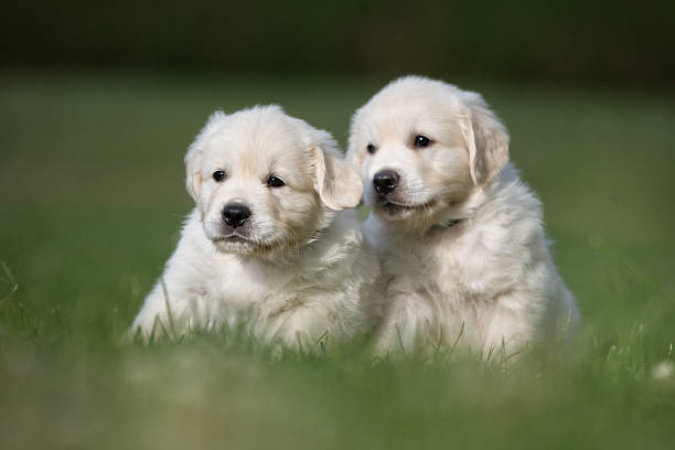 istock Two young golden retriever puppies 494571196