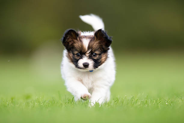 istock Young papillon dog puppy 494571390