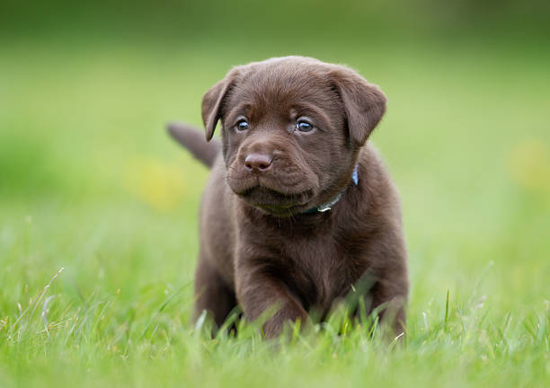 istock Brown labrador retriever puppy 494571536