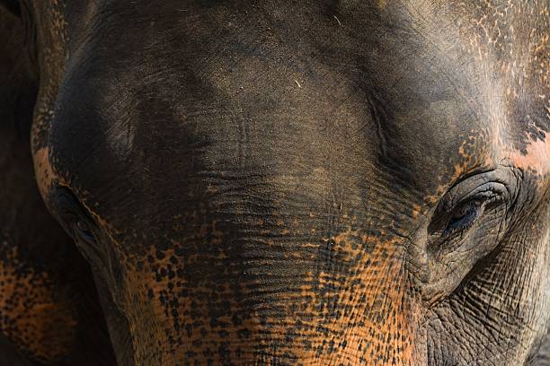 istock elephants in pinnawela sri lanka 494571652
