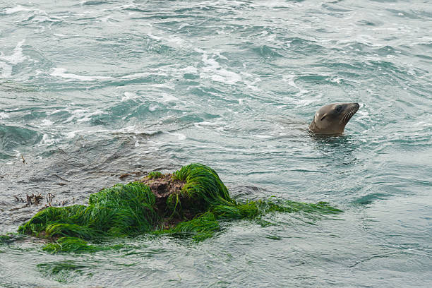 La Jolla Cove Sea Lion in the surf.
