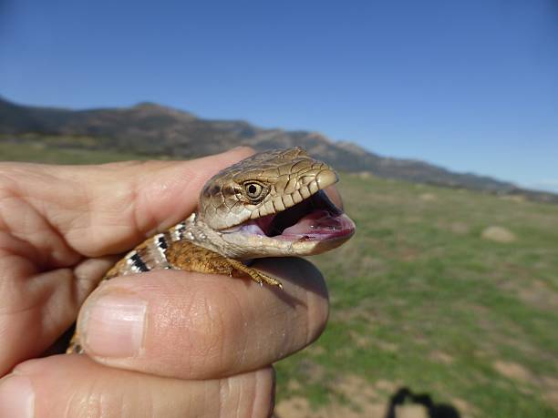 istock Angry Alligator lizard with mouth open in hand 494572014