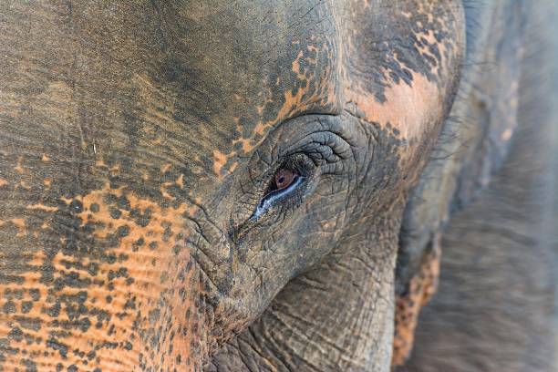 istock elephants in pinnawela sri lanka 494572272