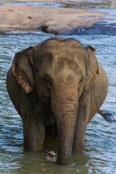 istock elephants in pinnawela sri lanka 494572374