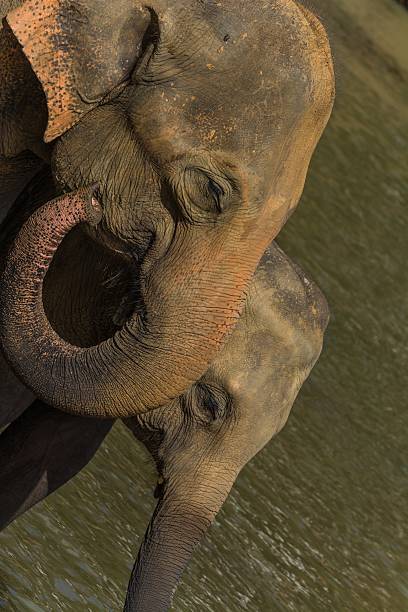 istock elephants in pinnawela sri lanka 494572406