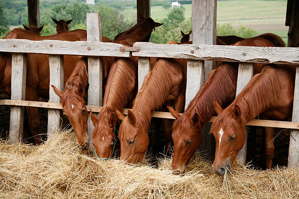 istock Young purebred horses eating hay rural scene 494580620