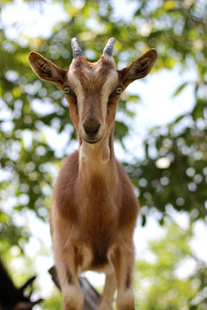 istock portrait of a goat 494580822