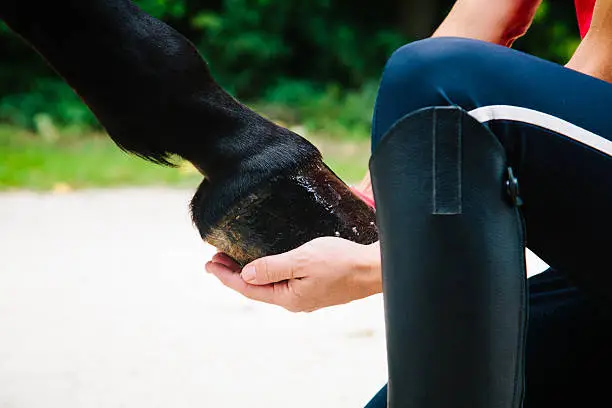 Concept of showing trust and the bond of friendship in a detail shot of an unrecognizable person's hand, holding a horse's leg with horseshoe. Symbol for affection and good care. The hoof is greased and in good and healthy condition.