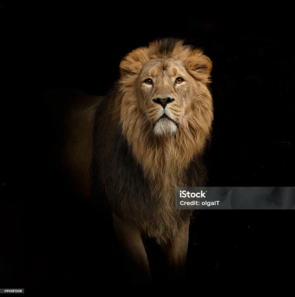 lion retrato sobre negro - Foto de stock de León libre de derechos