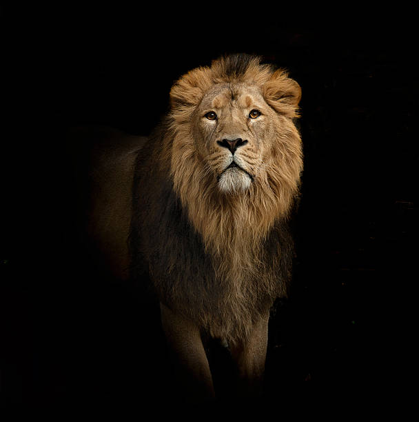 lion retrato sobre negro - animal macho fotografías e imágenes de stock