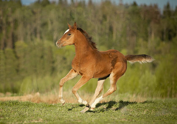 istock arabian foal runs free in early spring 494581330
