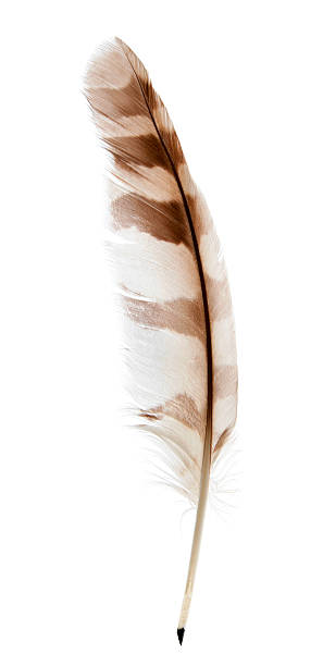 plume plume sur blanc - eagle feather photos et images de collection