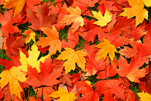Lots of colorful fallen maple tree leaves are laying on the ground. This is a close-up image of a bunch of autumn leaves in red, orange and yellow colors, forming a beautiful fall background.