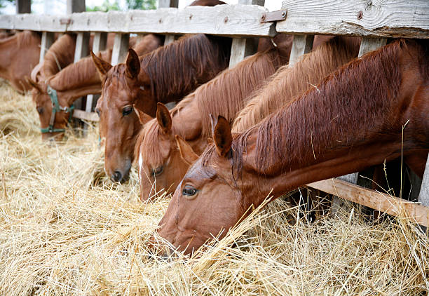 istock Thoroughbred horses in the paddock eating dry grass 494583526