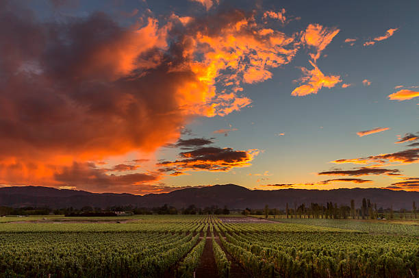 istock Napa Valley California Vineyard landscape Sunset 494583680