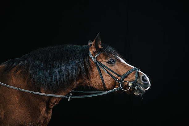 Close-up profile view of a brown horse's head and neck. The horse's fur is predominantly brown, with variations in shade and some darker markings.  The image is sharply focused on the horse's face, with the background softly blurred. The lighting suggests natural daylight. The horse appears calm and possibly sleepy.  The overall color palette is muted earth tones with browns and greens. The background shows some grassy vegetation and dirt.