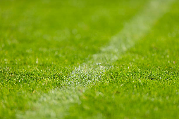 istock Closeup of soccer turf 494584632