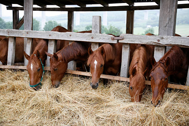 istock Thoroughbred yearling horses eating hay in stable 494585156
