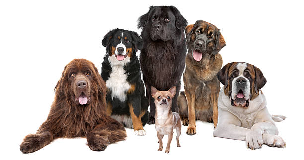 me and my big friends a chihuahua in front of five big dogs, isolated on a white background newfoundland dog photos stock pictures, royalty-free photos & images