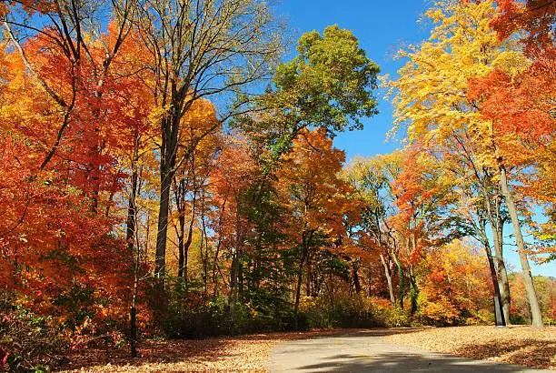 Photo of Fall Color, vibrant Maple trees at Spring Grove Cemetery, Cincinnati