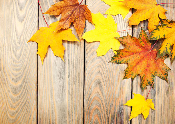 istock autumn wooden background with colorful maple leaves 494586064