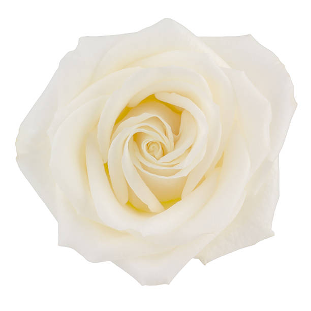 istock Creamy yellow hybrid tea rose on white 494586534