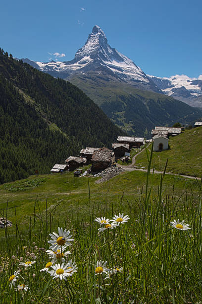 findeln flores a matterhorn - findeln - fotografias e filmes do acervo