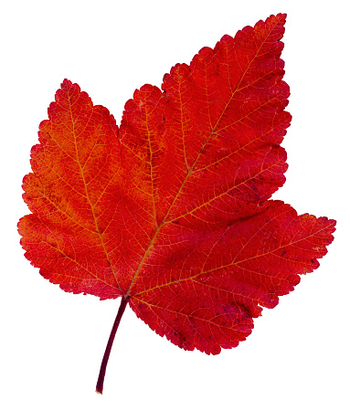 Red maple leaf as an autumn symbol as a seasonal themed concept as an icon of the fall weather on an isolated white background