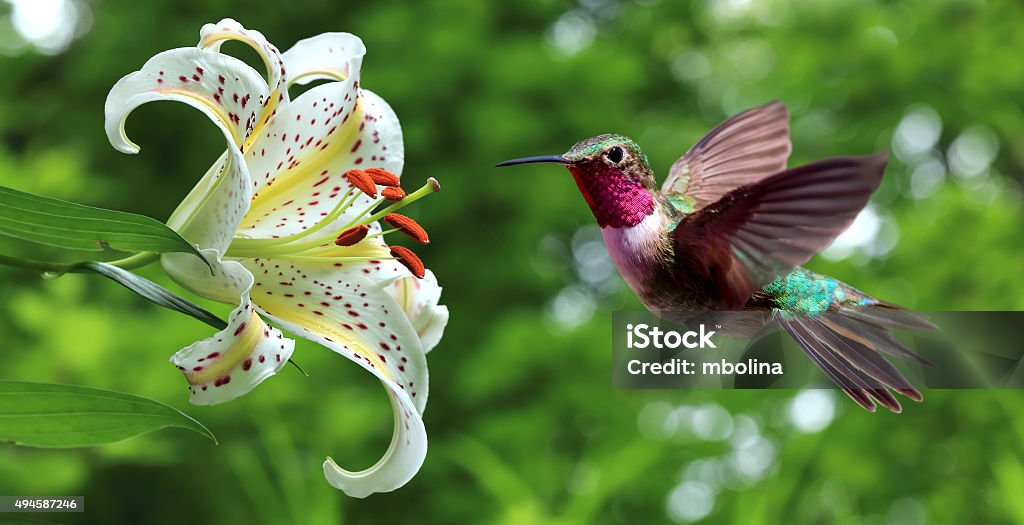 Hummingbird 舞うスイレンの花の隣のパノラマに広がる眺め - ハチドリのロイヤリティフリーストックフォト