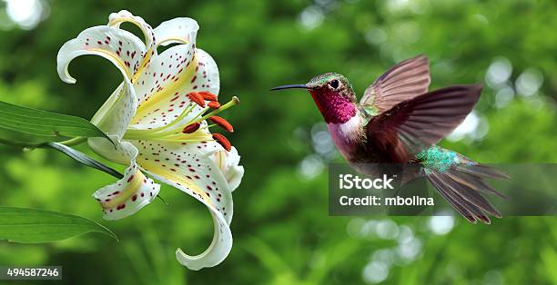 Hummingbird 舞うスイレンの花の隣のパノラマに広がる眺め - ハチドリのストックフォトや画像を多数ご用意 - ハチドリ, 花, 鳥