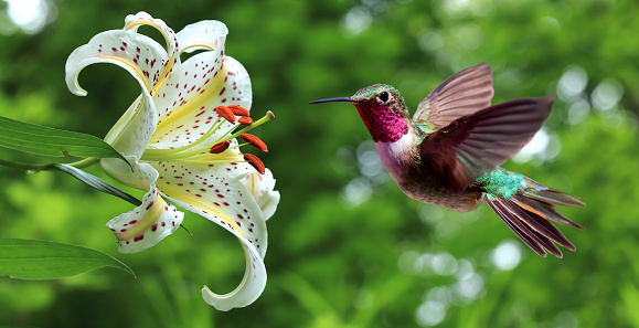 Hummingbird (archilochus colubris) hovering next to lily flowers panoramic view