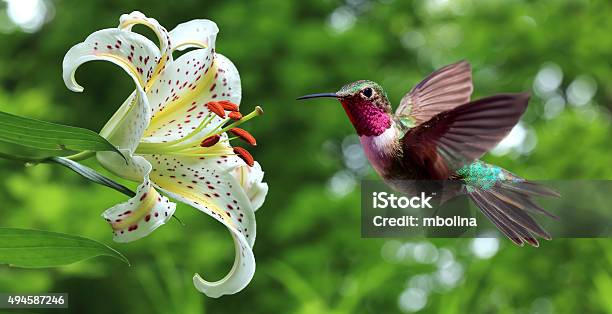 Hummingbird Hovering Next To Lily Flowers Panoramic View Stock Photo - Download Image Now