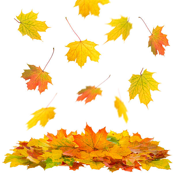 istock Red and yellow maple leaves. Autumn fall 494587264
